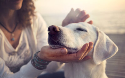 Comment prendre soin de votre animal de compagnie ?