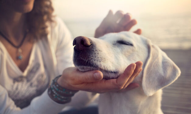 Comment prendre soin de votre animal de compagnie ?