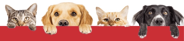 Animaux de compagnie : chiens et chats 